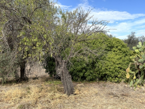 antica villa con giardino in vendita zona mare isola siracusa sicilia